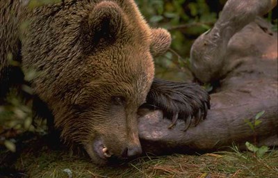 Björn äter på kadaver