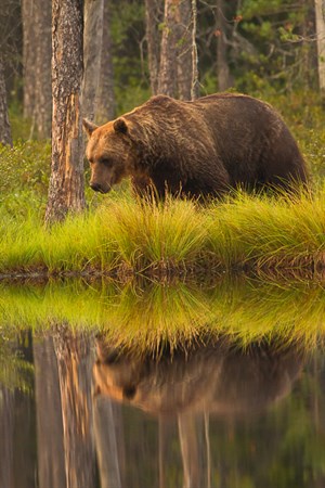 Björn speglar sig i vatten