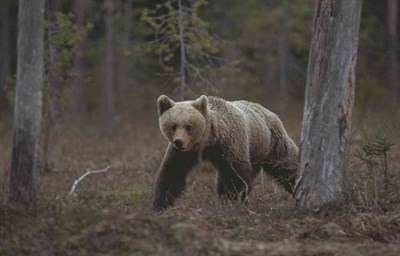 Björn går i skog