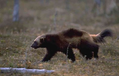 Värg i skog