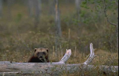 Järn bakom träd