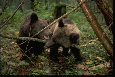 Börnungar i skog