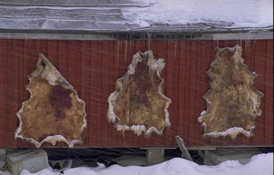 Renskinn på tork