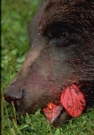 Blodigt björnansikte