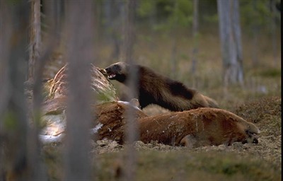 Järv äter på kadaver