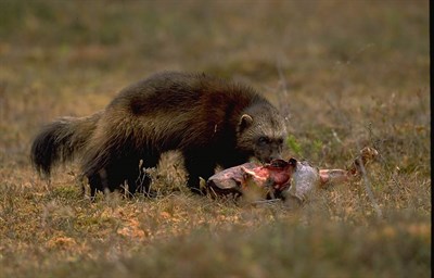 Järv bär på kadaver