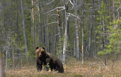 Björn vid skogsbryn