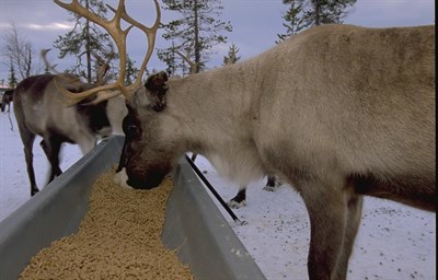 Ren som äter