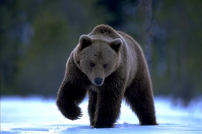 Björn vandrar i snö