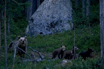 Björnfamilj framför sten