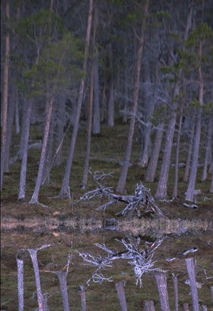 Skog