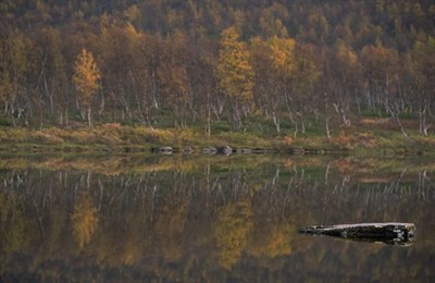 Skog