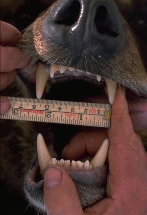 Mäter tänder på björn