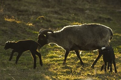 Får