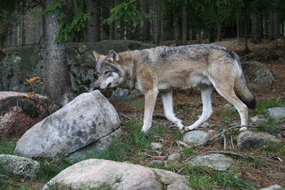 Varg Järvzoo