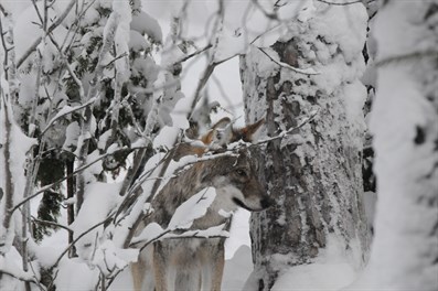 Varg bakom snöig gren (1)