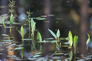 Växter i vatten vid Badtjärn